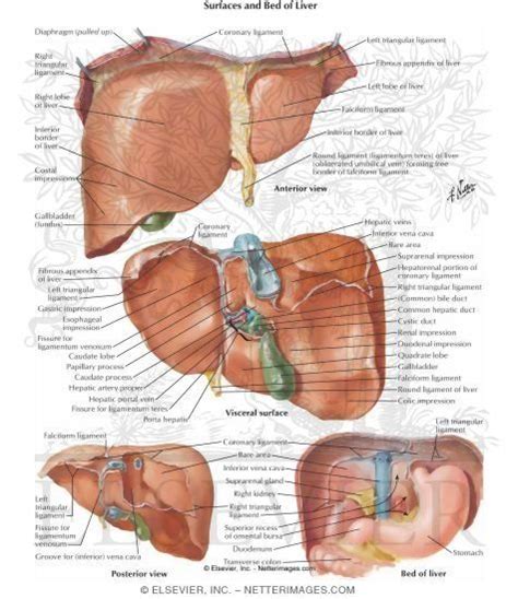 Liver Anatomy Body