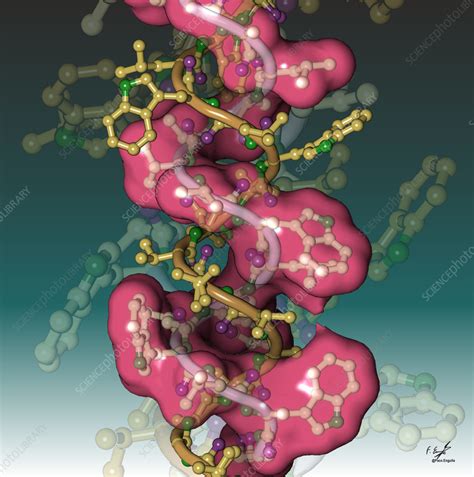 Gramicidin antibiotic molecule, illustration - Stock Image - C057/4605 ...