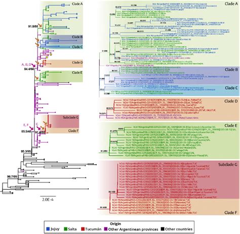 Phylogenetic Tree Of SARS CoV 2 Whole Genome Sequences Of Lineage