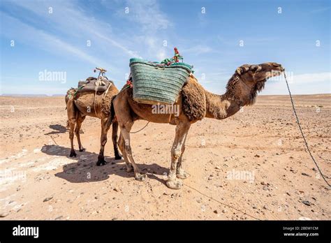 Dromedary Camels Hi Res Stock Photography And Images Alamy