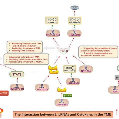 The Crosstalk Between Inflammatory Cytokines And Immune Cells Of The Tme Download Scientific