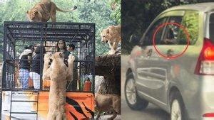 Momen Viral Pengunjung Di Taman Safari Ada Yang Bikin Jantungan