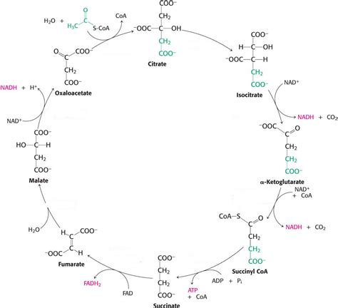 Krebs Cycle Enzymes Diagram Quizlet