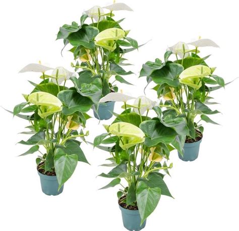 Anthurium Flamingoplant Wit Per Stuks Kamerplant In Kwekerspot