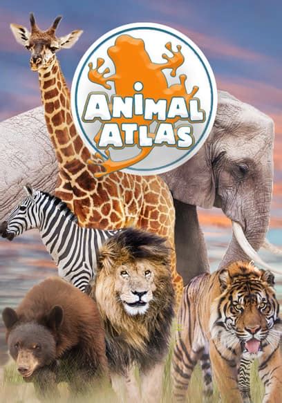 Watch Animal Atlas Season 4 Free Tv Shows Tubi