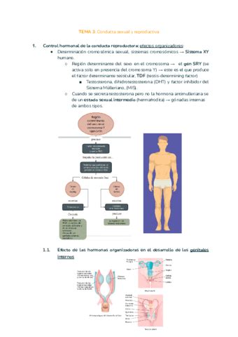 TEMA 3 CONDUCTA SEXUAL Y REPRODUCTORA Pdf