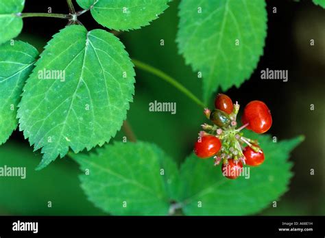 Ginseng (Panax ginseng), plant with berries Stock Photo - Alamy