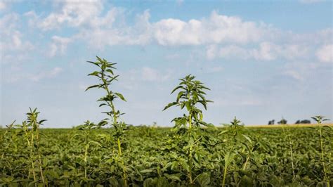 Monitoramento De Plantas Daninhas Veja As Novidades Para Ter Efici Ncia