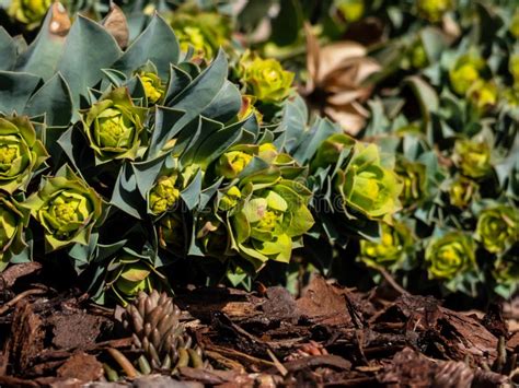 Myrtle Spurge Euphorbia Myrsinites Flowering In The Garden In Bright