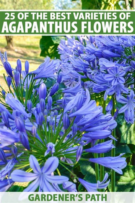 Of The Best Agapanthus Cultivars Gardeners Path Agapanthus