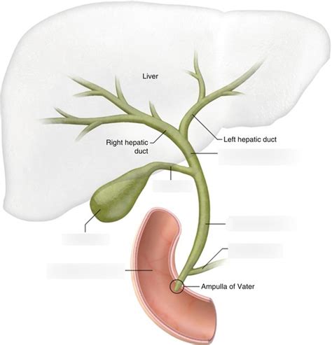 Biology Ii Module Of The Mcat Self Prep Ecourse Lesson Digestive