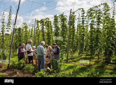 Hop Harvest And Hop Picking At Larkins Brewery Award Winning Brewery