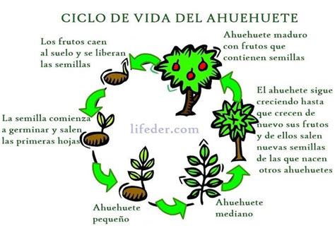 Ahuehuete Ciclo de Vida Significado y Características Ciclos de