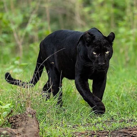 Black Panther Running Through the Grass - Big Cats India