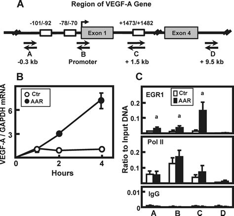 AAR Induced EGR1 Binds To The VEGF A Gene A A Region Of The Human