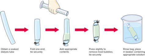 Lab Chapter 9 Diffusion And Osmosis Flashcards Quizlet
