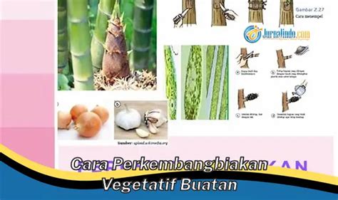 Panduan Lengkap Cara Perkembangbiakan Vegetatif Buatan Paling Efektif