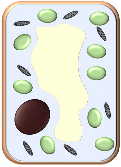 Specialised Plant Cell Key Stage Wiki