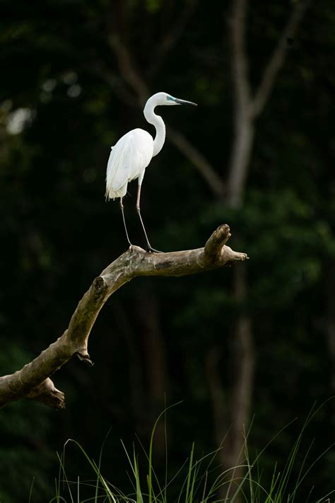 A white egret stands on a dead tree branch. photo – Free Bird Image on