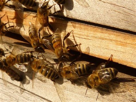 How To Raise Honey Bees Important Steps To Becoming A Professional