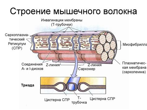 Физиология скелетных мышц. (Лекция 6) - презентация онлайн
