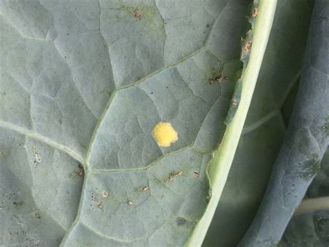 Vegetable Cross Striped Cabbage Worm Umass Center For Agriculture