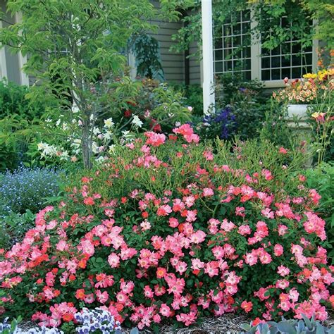 Gainesville Landscape Plant of the month: Drift Roses | The Masters ...