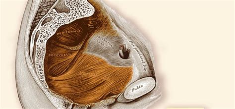 Diaphragma Pelvis - AshtangaYoga.info