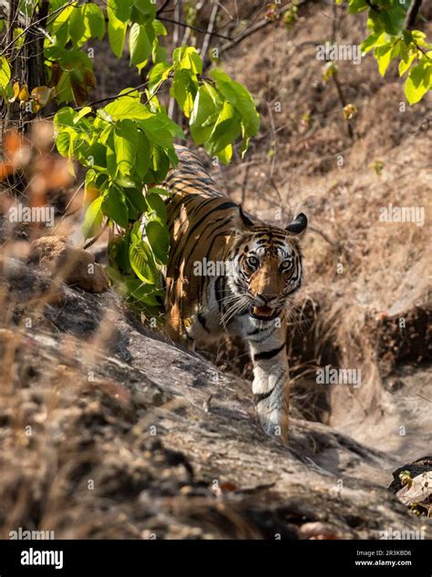 Wild Bengal Female Tiger Or Panthera Tigris With Eye Contact And Face