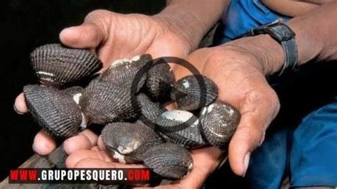 Veda Reproductiva De Conchas Negras Grupo Pesquero