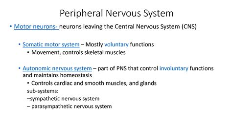 Solution Autonomic Nervous System Physiology Studypool