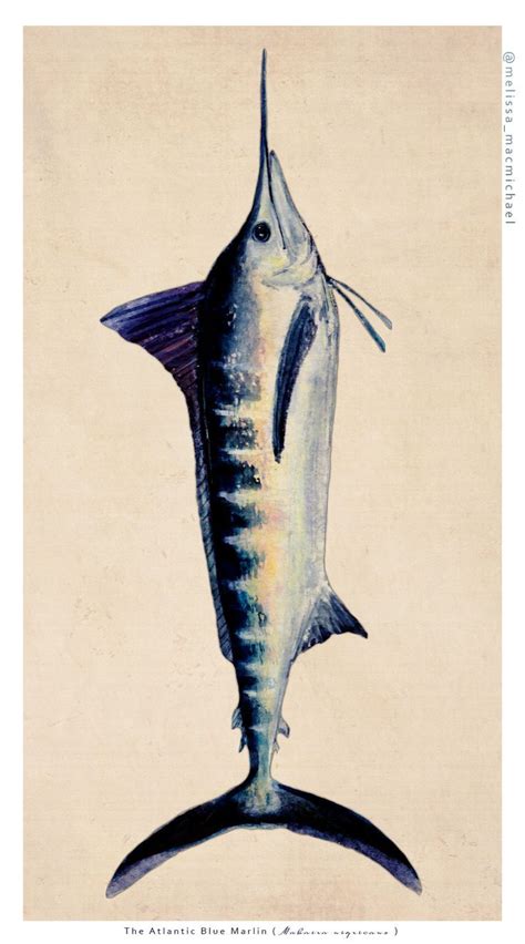 Atlantic Blue Marlin Makaira Nigricans In Watercolor Original Art
