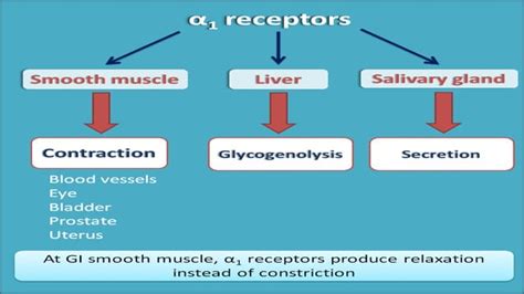 Receptors Adrenergic And Cholinergic Ppt