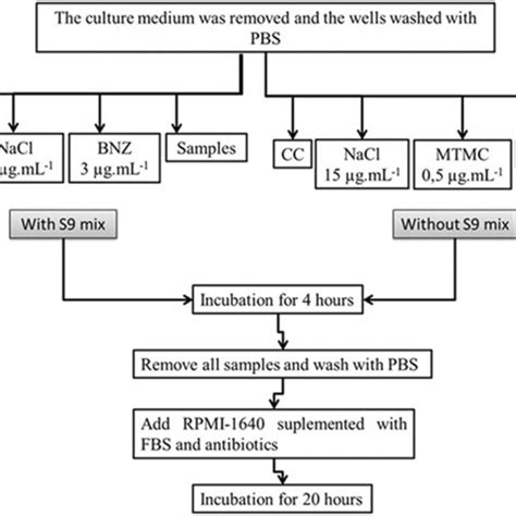 Representative Scheme Of The Genotoxicity Assay After 48 H Of Download Scientific Diagram