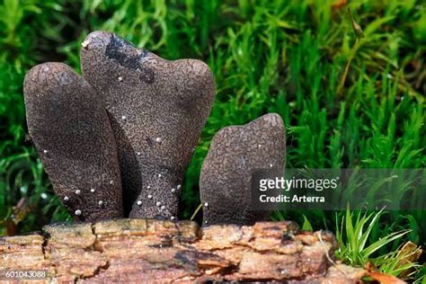 105 Dead Mans Fingers Stock Photos, High-Res Pictures, and Images ...