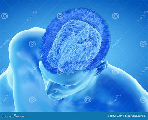 Lanatomia Cerebrale La Corteccia Illustrazione Di Stock