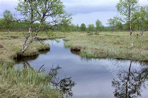 Kuva Harrijoki Hammaskairassa Hammastunturin Er Maa Harrijoki Puu