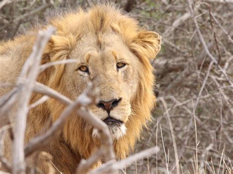 Wildlife, Lion, Terrestrial Animal, Mammal Picture. Image: 112569392