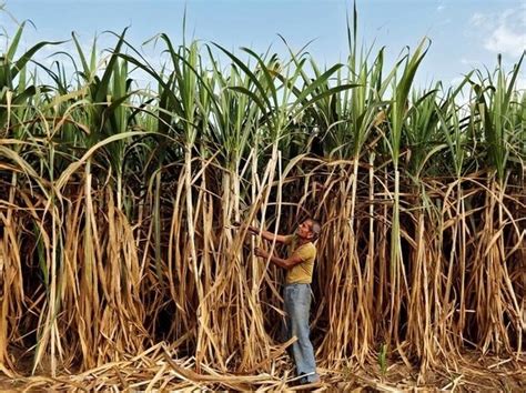 Sugarcane Price Hike By 11 To Hit Sugar Mills Margin In Fy18 Icra