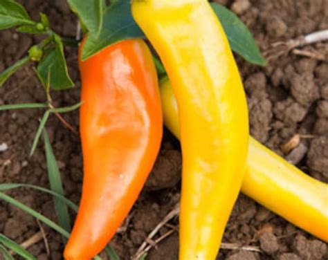 Hungarian Hot Wax Pepper Seed Seed Pack Heirloom Hot Pepper Seed Etsy