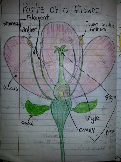 Parts Of A Flower Sixth Grade Science 6th Grade Science Science Cells