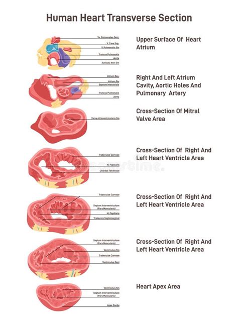 Transverse Section Of Human Heart Heart Atrium Valves Ventricals