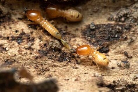 7 Reasons For Having Termite Inspections In Brisbane Reliance Pest