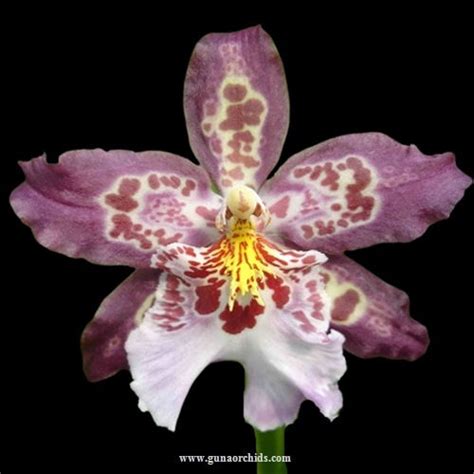 Exquisite Oncidium Orchids For Sale Shop Now At Our Online Store