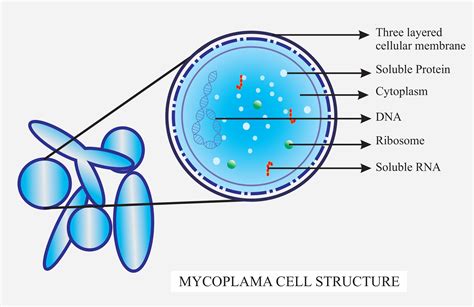 Structure Of Mycoplasma