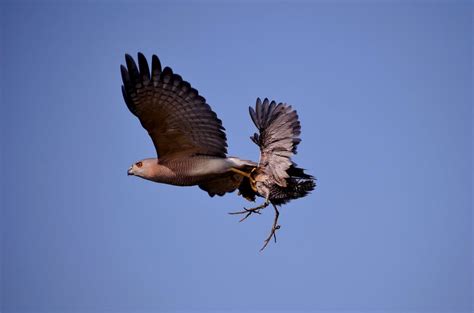 Hawk with Hunted Prey · Free Stock Photo