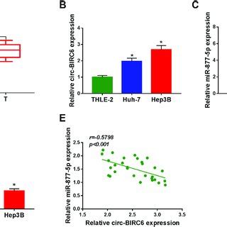 Circ Birc Was Upregulated And Mir P Was Downregulated In Hcc A