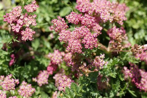 Heracleum Sphondylium Pink Cloud Sarastro Stauden