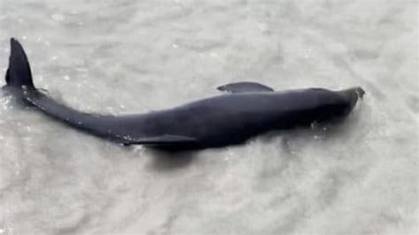 Baby Dolphin Rescue in the Galapagos Islands