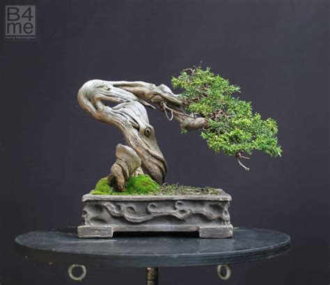 Juniperus sabina/Sabina Juniper bonsai – Bonsai4Me